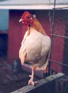The one-legged rooster!